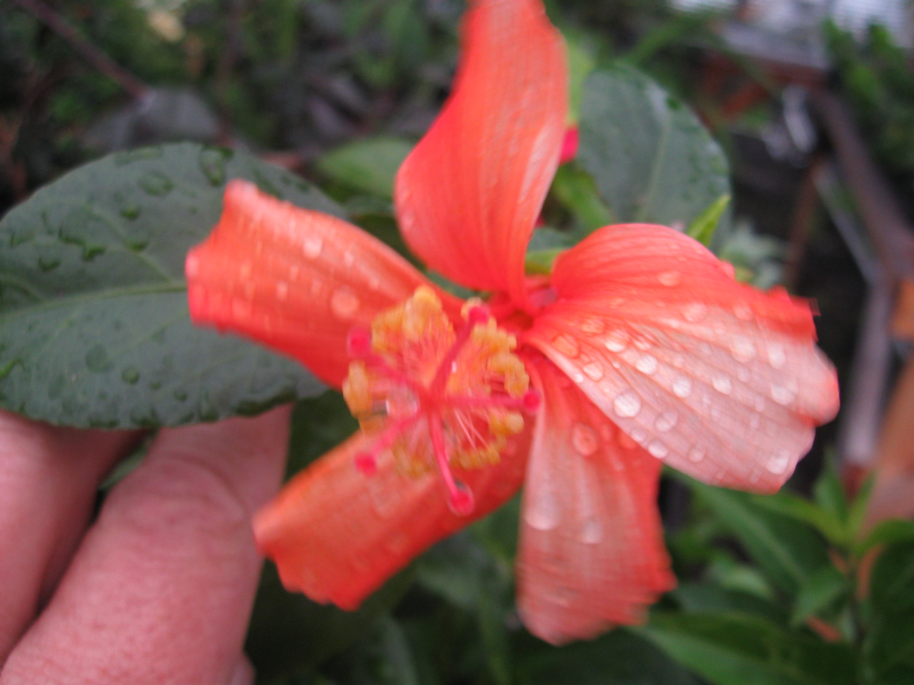 Hibiscus kokio ssp. saintjohnianus-3.jpg
