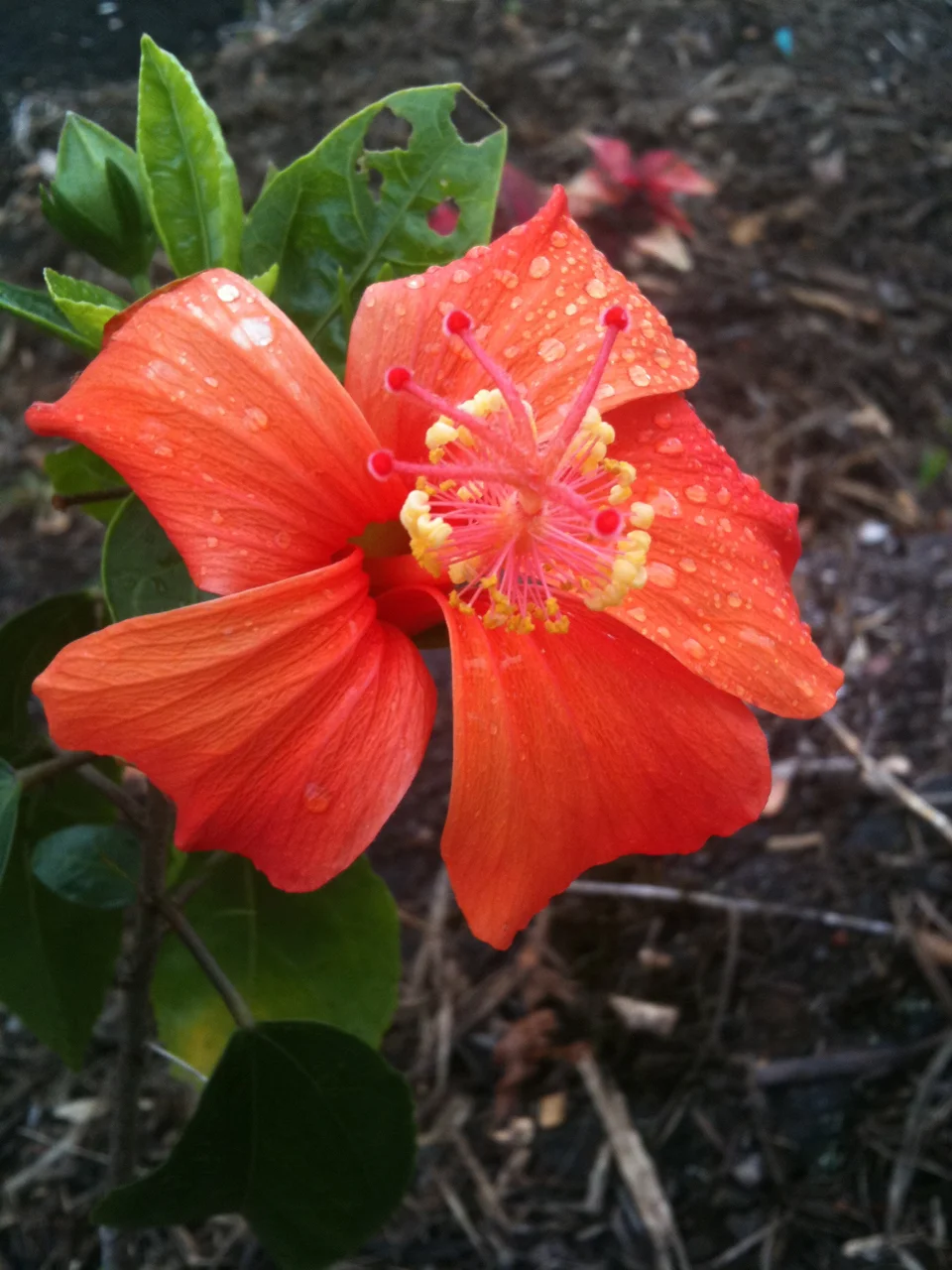 Hibiscus kokio ssp. saintjohnianus.jpg