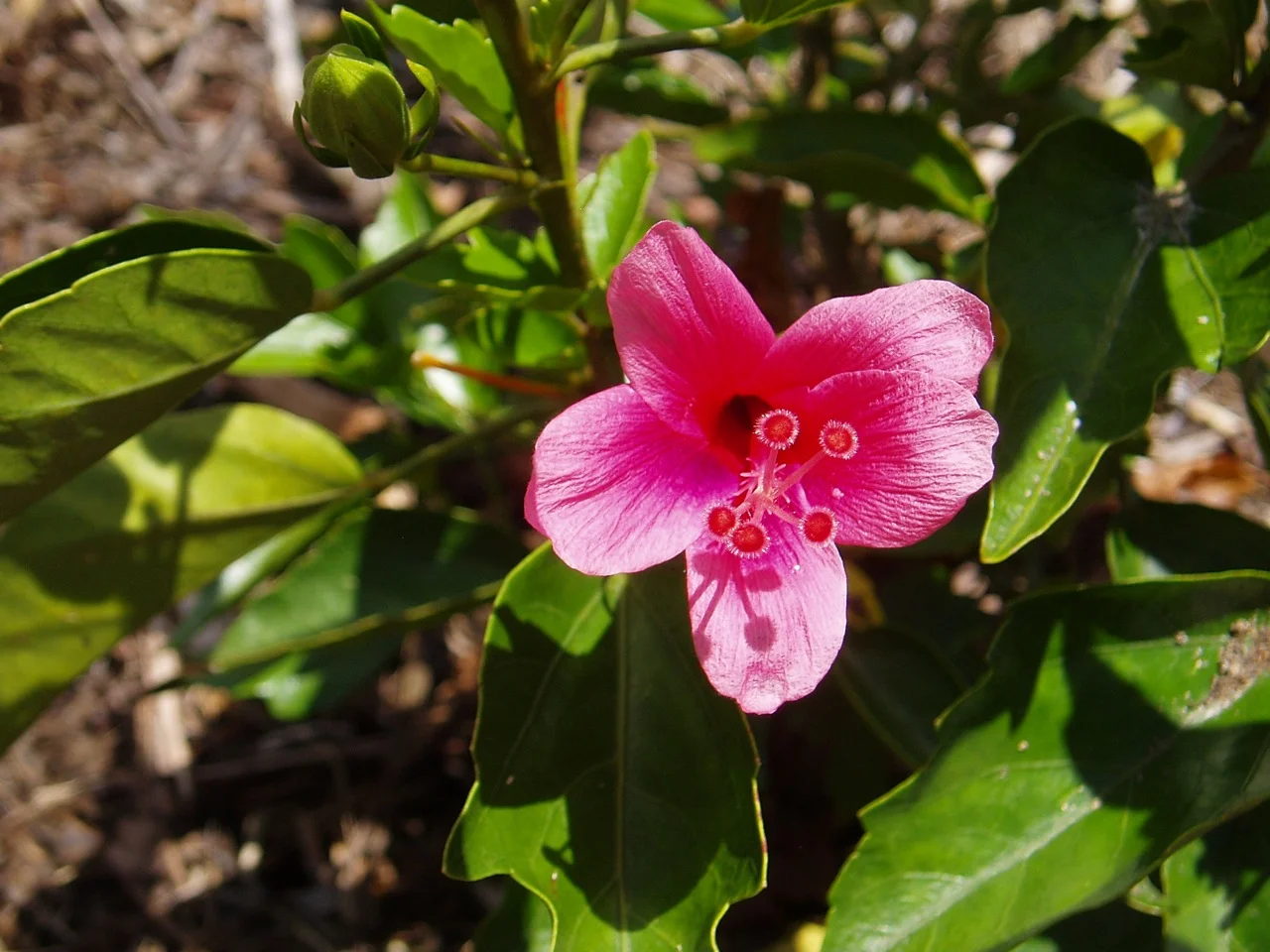 Hibiscus rosa-sinensis 'Candy Pink'.jpg