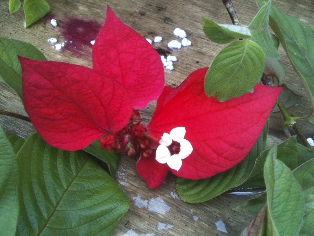 Mussaenda erythrophylla 'Ashani Blood'-2.jpg