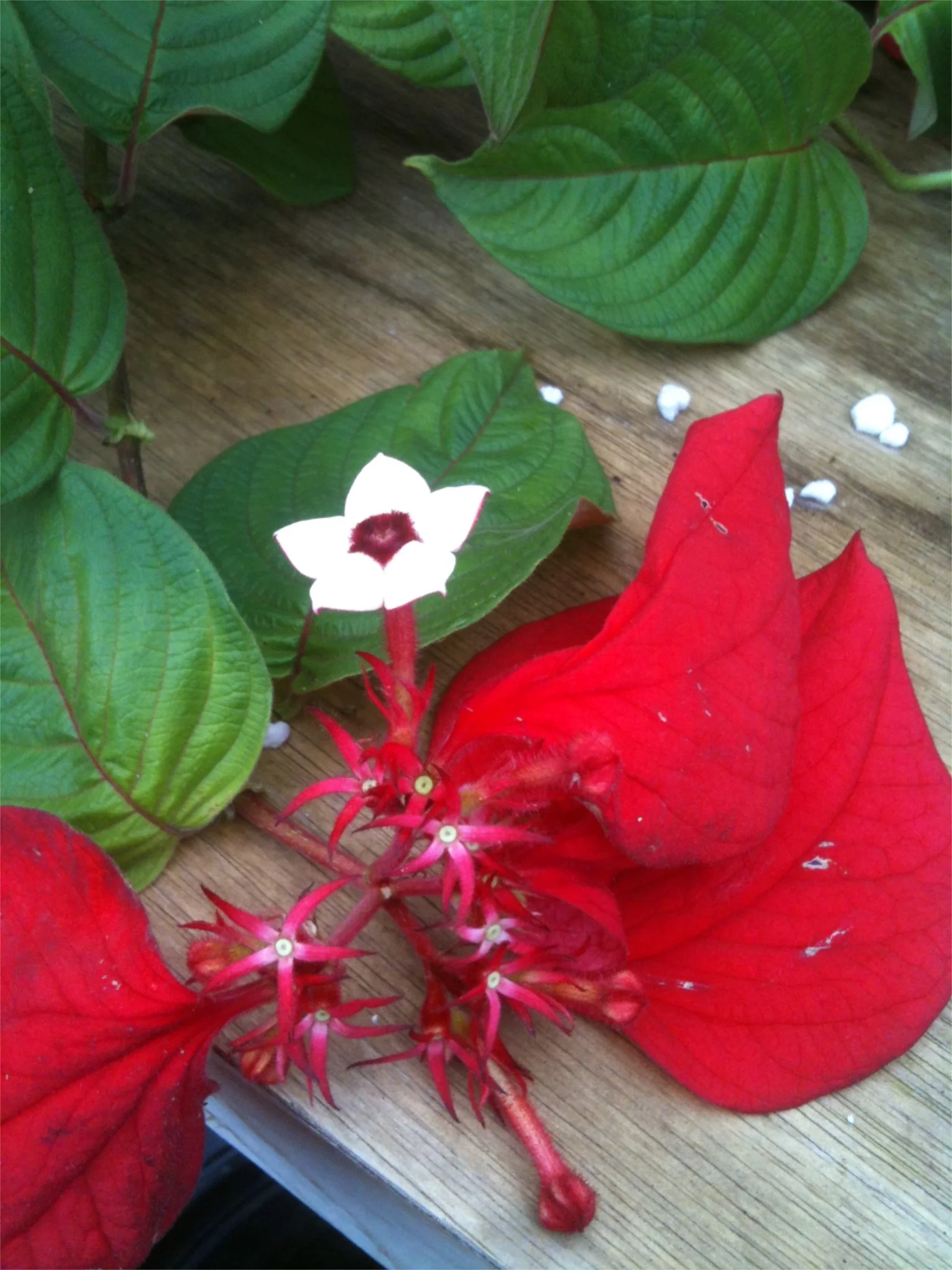 Mussaenda erythrophylla 'Ashani Blood'.jpg