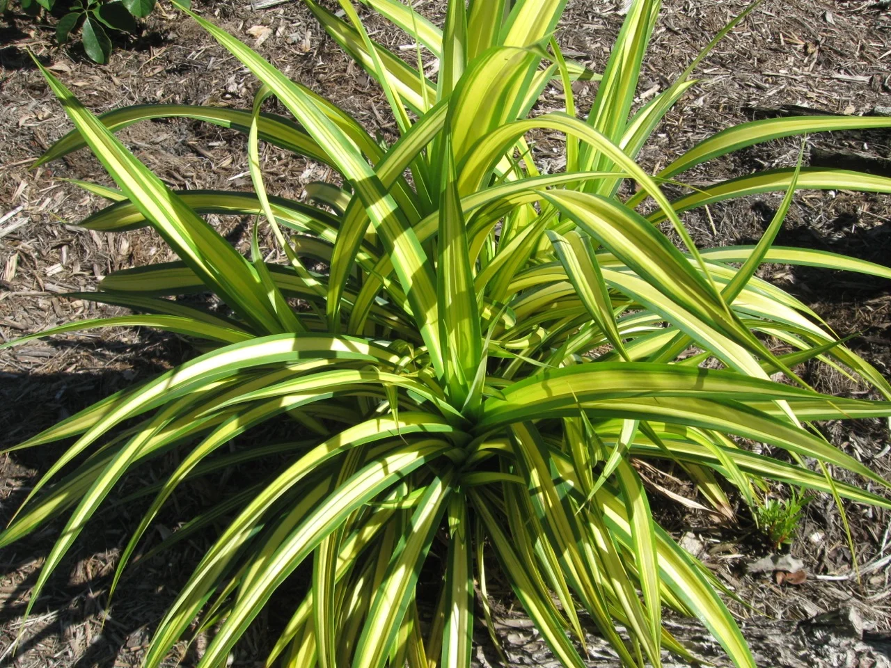 plants are purple serum dm Pro-Aging Super Serum main image 0