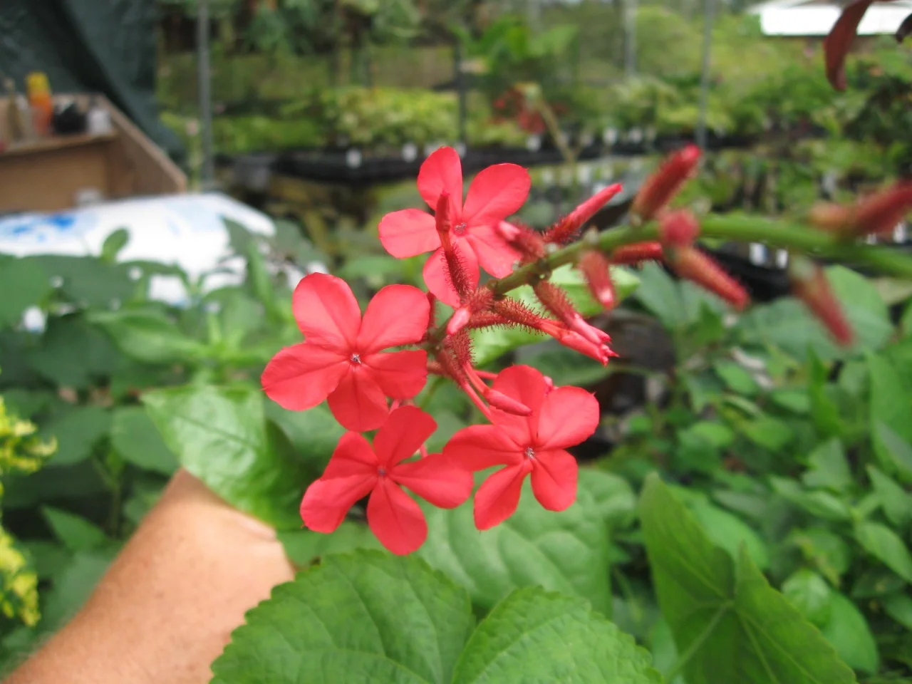 Plumbago indica.jpg