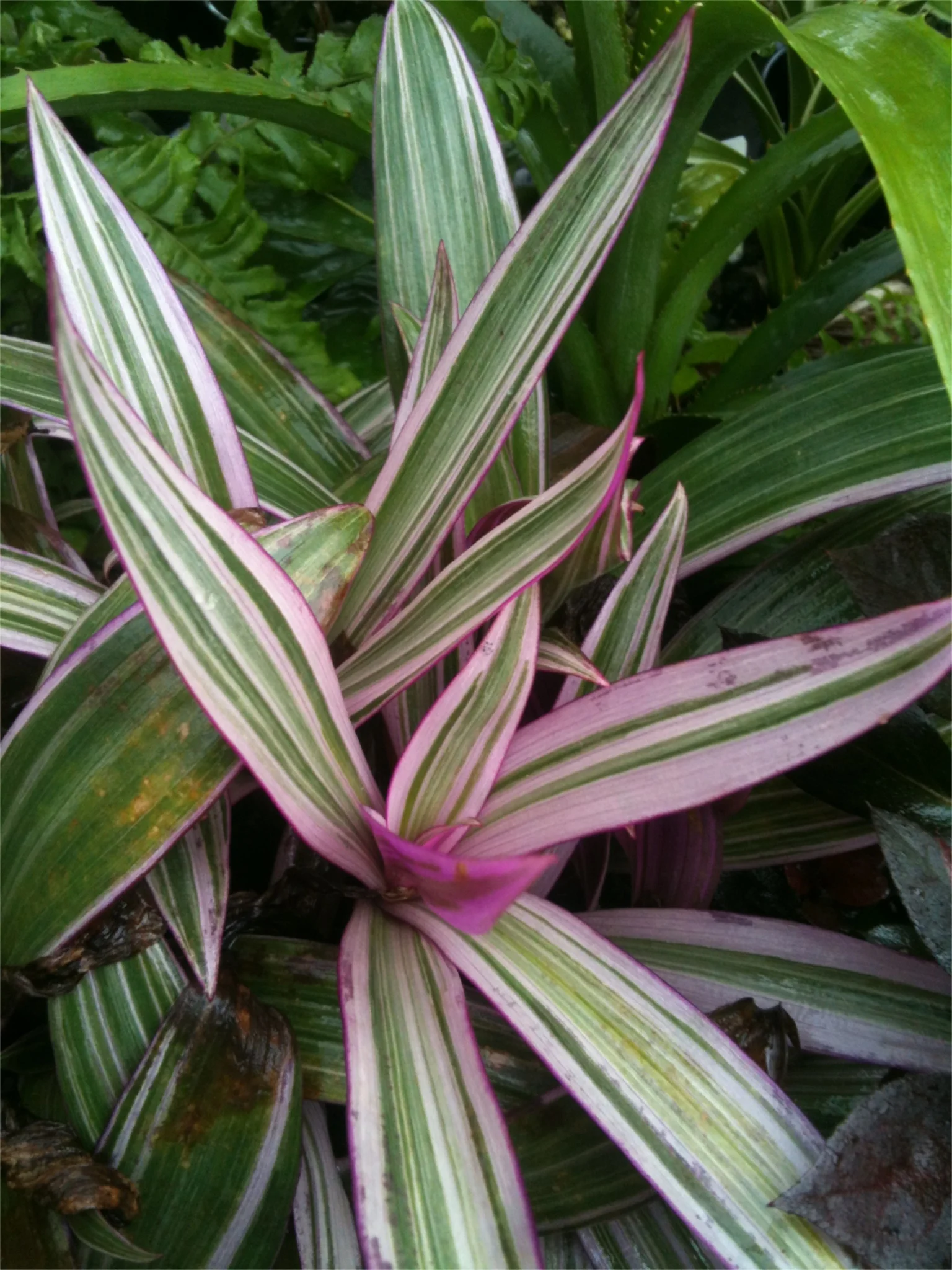 Tradescantia spathacea variegata (syn. Rhoeo spathacea