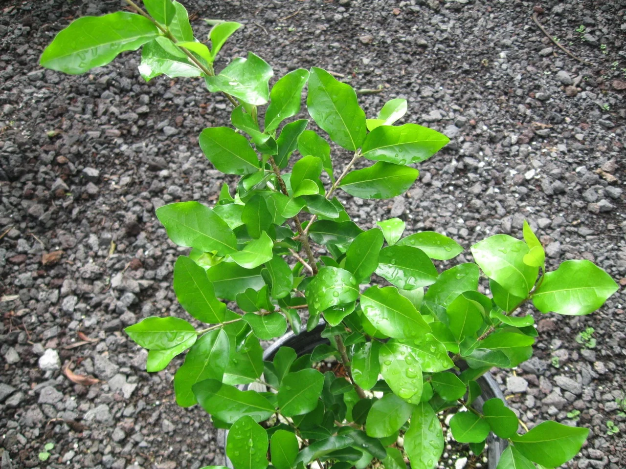Malpighia emarginata 'Manoa Sweet'.jpg