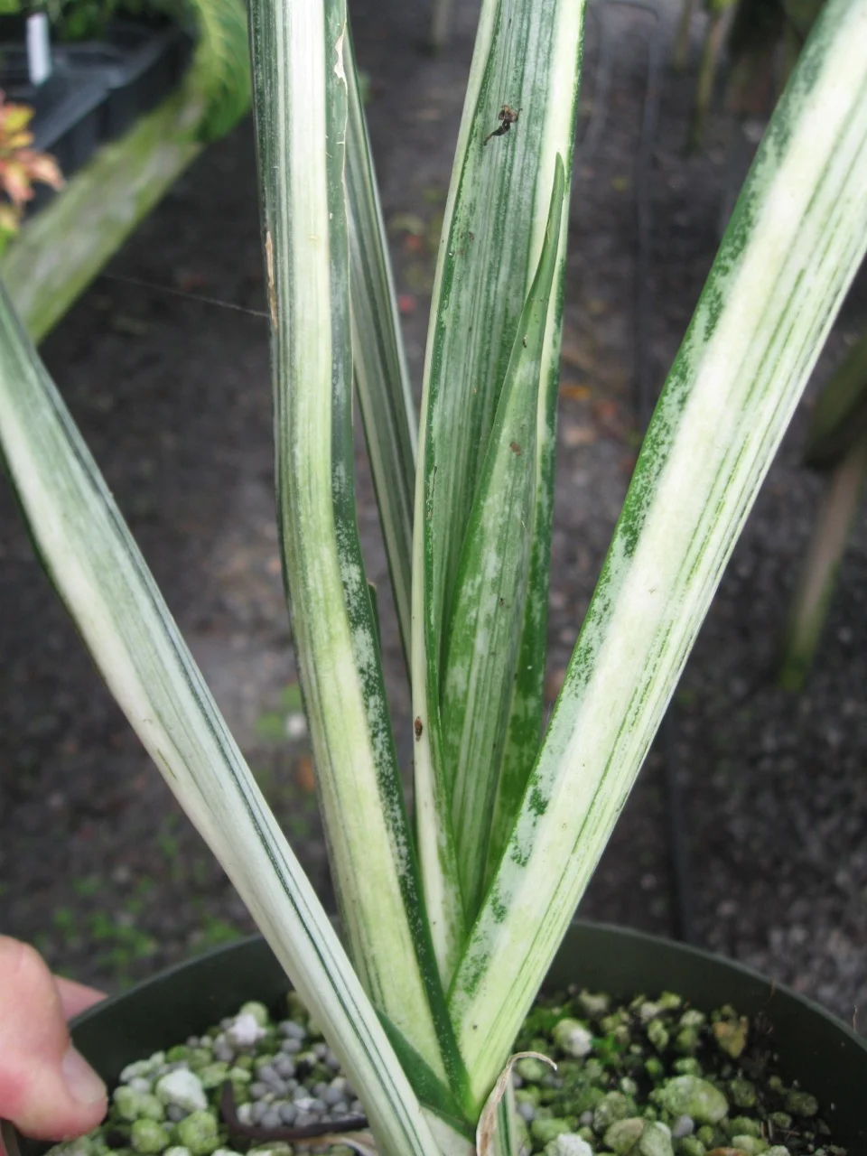Sansevieria Bantels Sensation  Vintage Green Farms with Tom Piergrossi