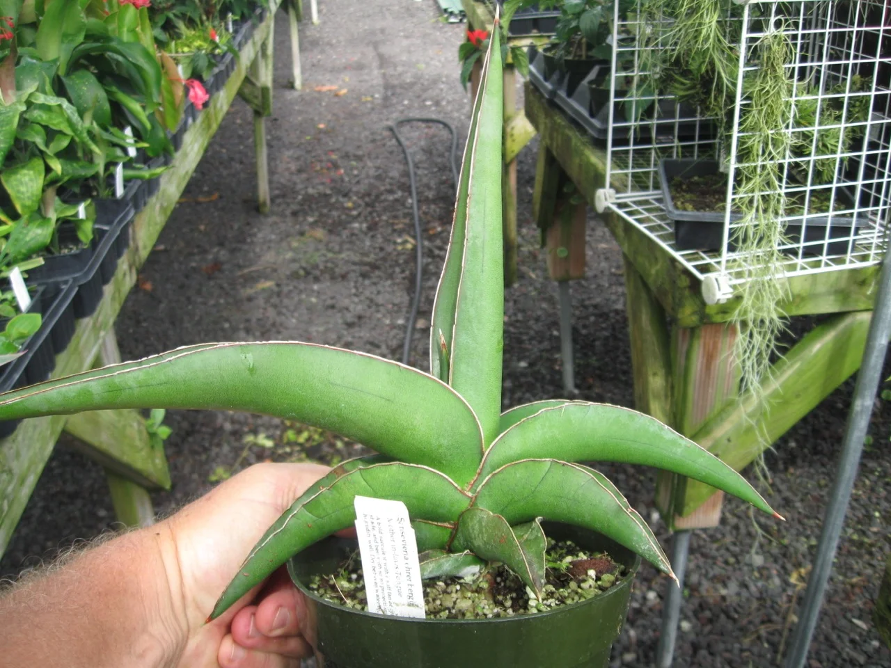 Sansevieria ehrenbergii  Vintage Green Farms with Tom Piergrossi