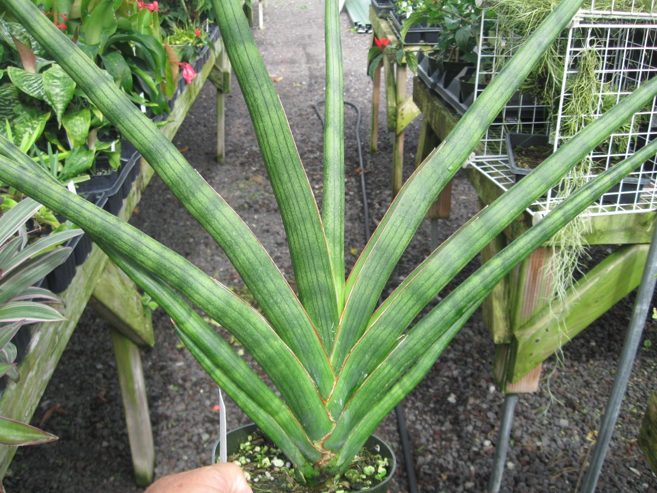 Sansevieria stuckyi.jpg
