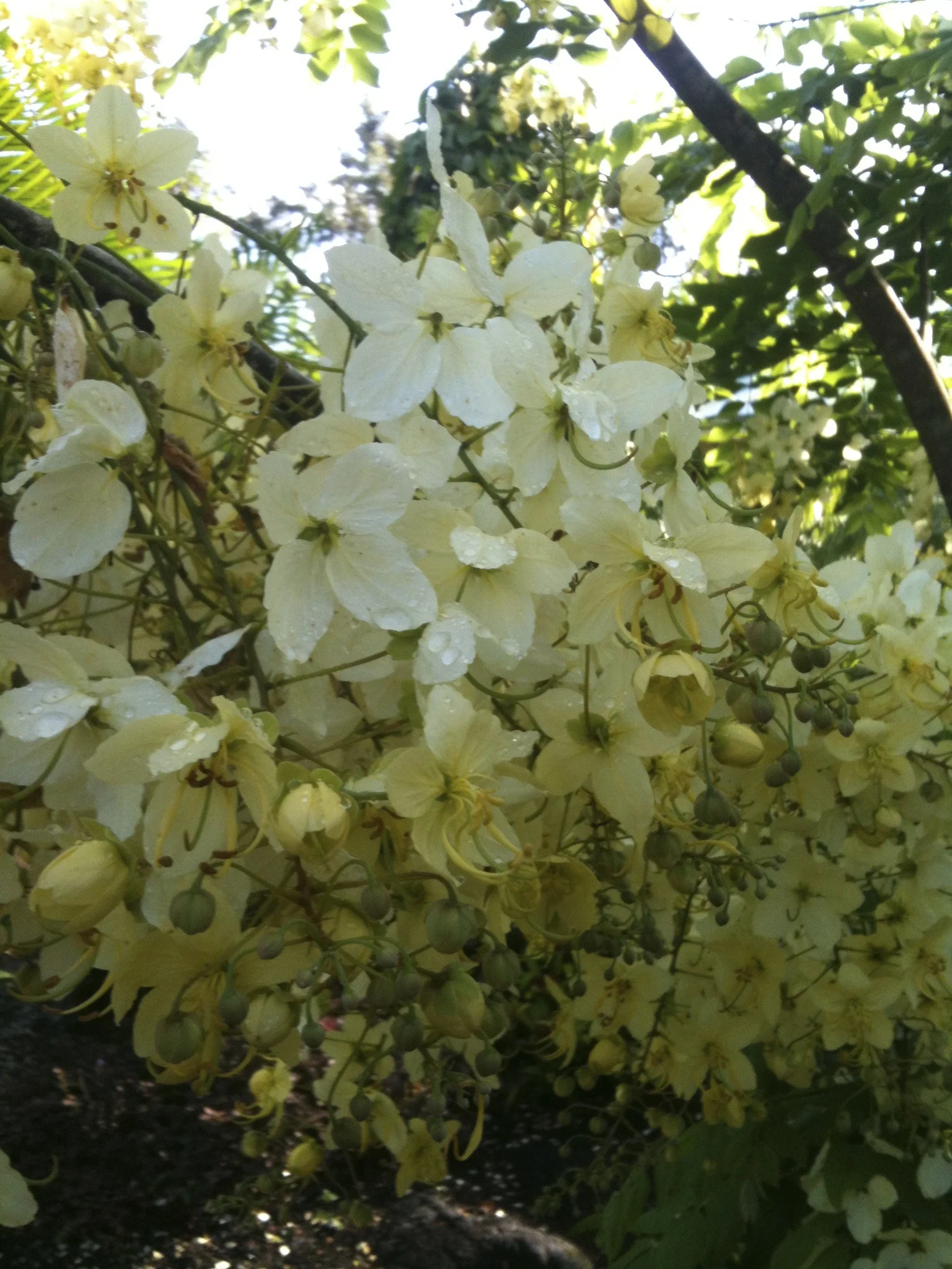 Cassia x neliae 'Queen's Hospital White'