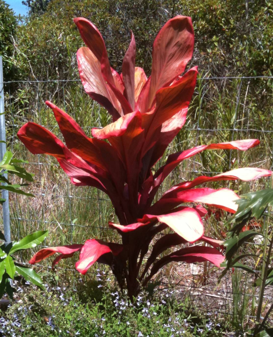 Cordyline terminalis ‘Peter Buck’-3.jpg