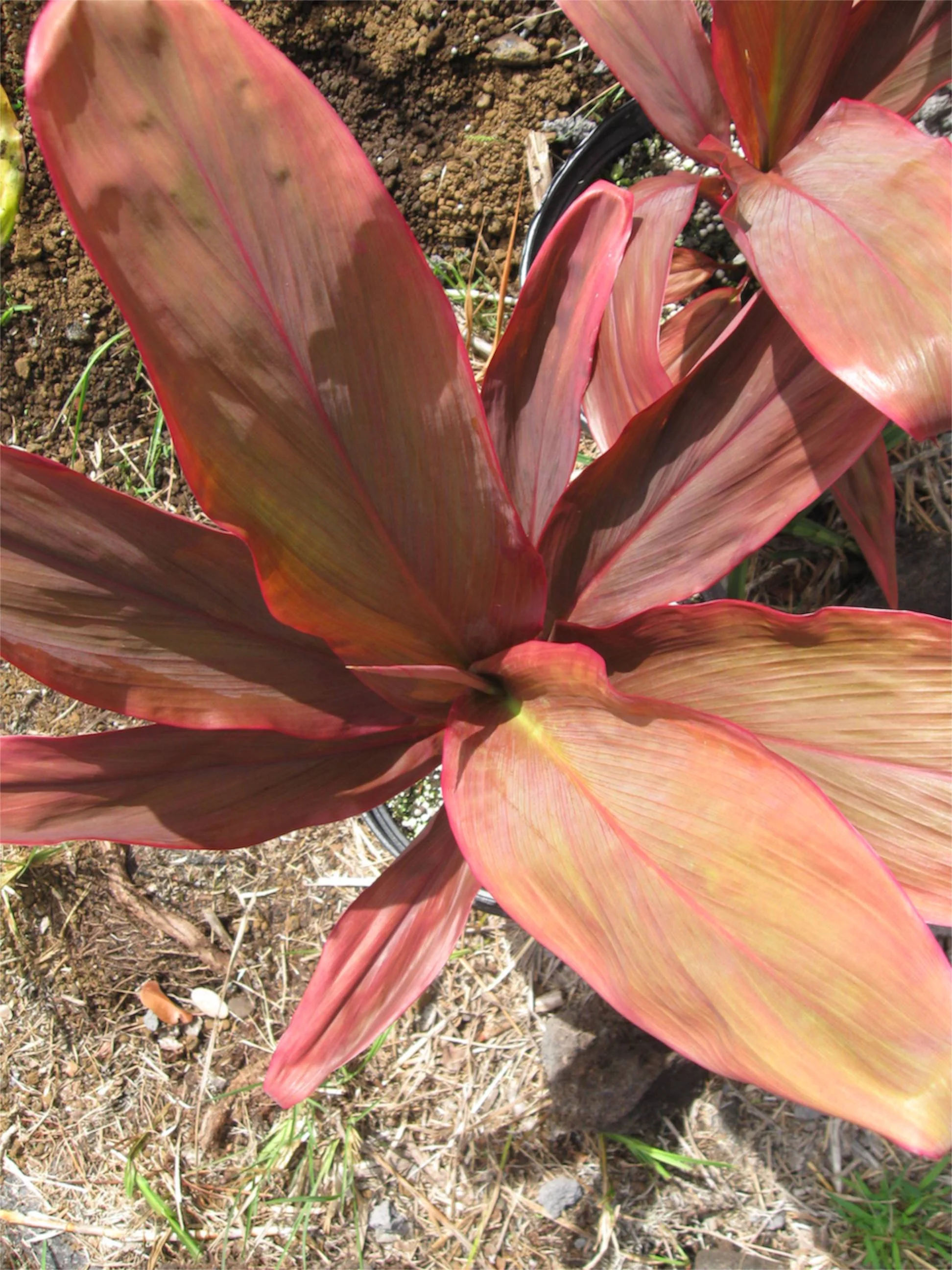 Cordyline terminalis ‘Peter Buck’.jpg