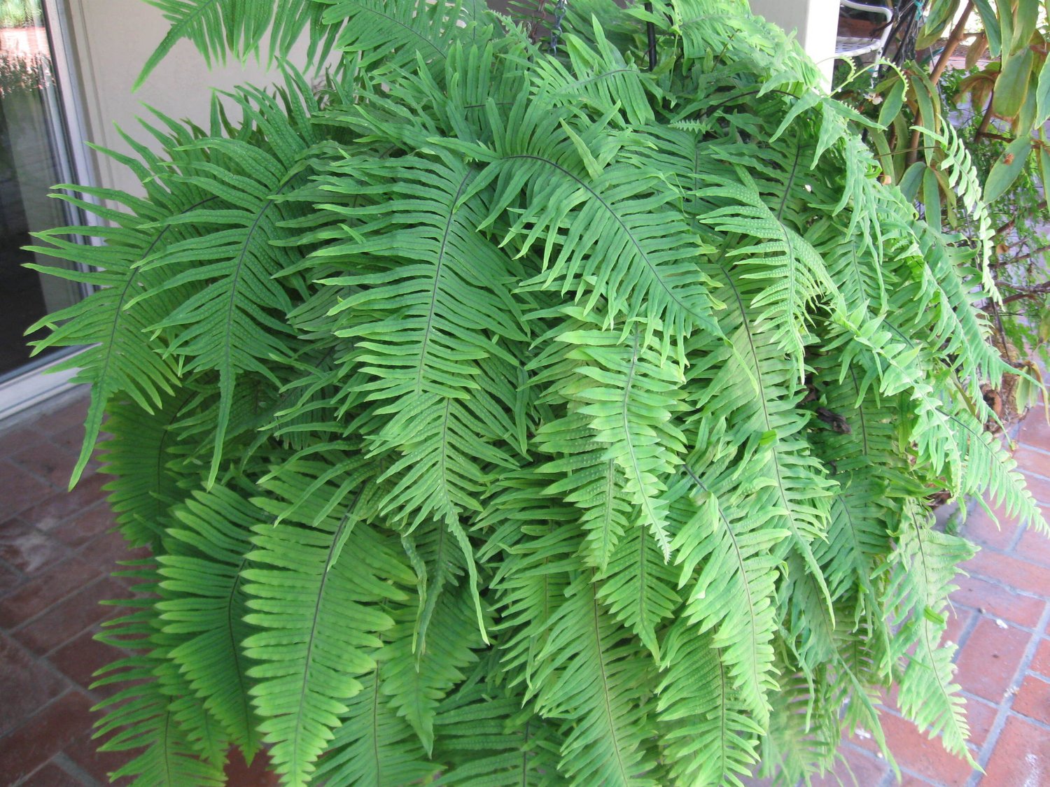 Polypodium formosanum  Vintage Green Farms with Tom Piergrossi