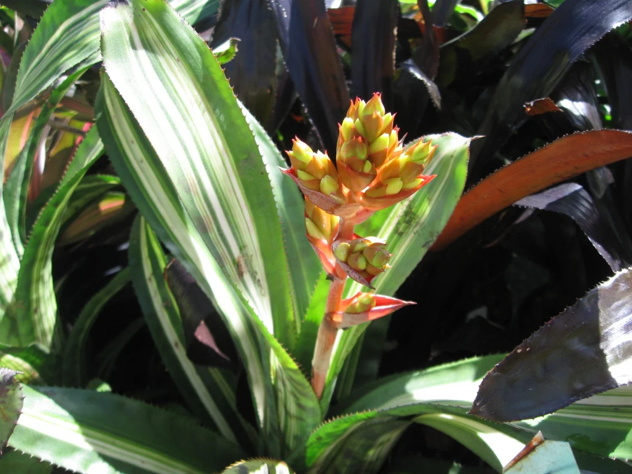 Aechmea ‘Bert’ Variegated’ (Kiff 6:94).jpg