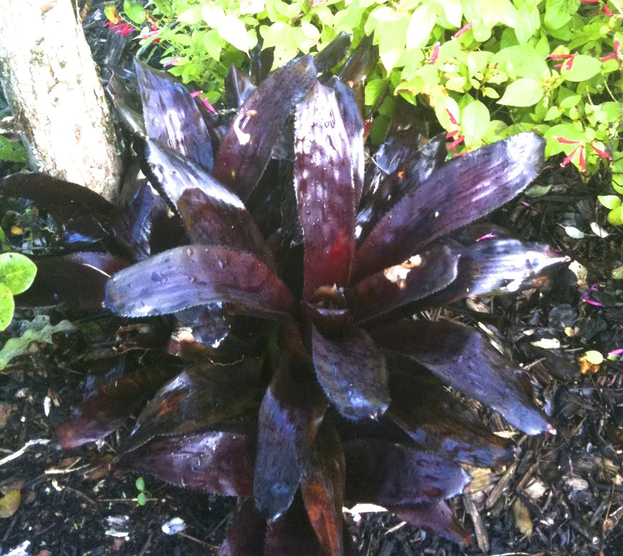 Aechmea 'Black Panther'-2.jpg