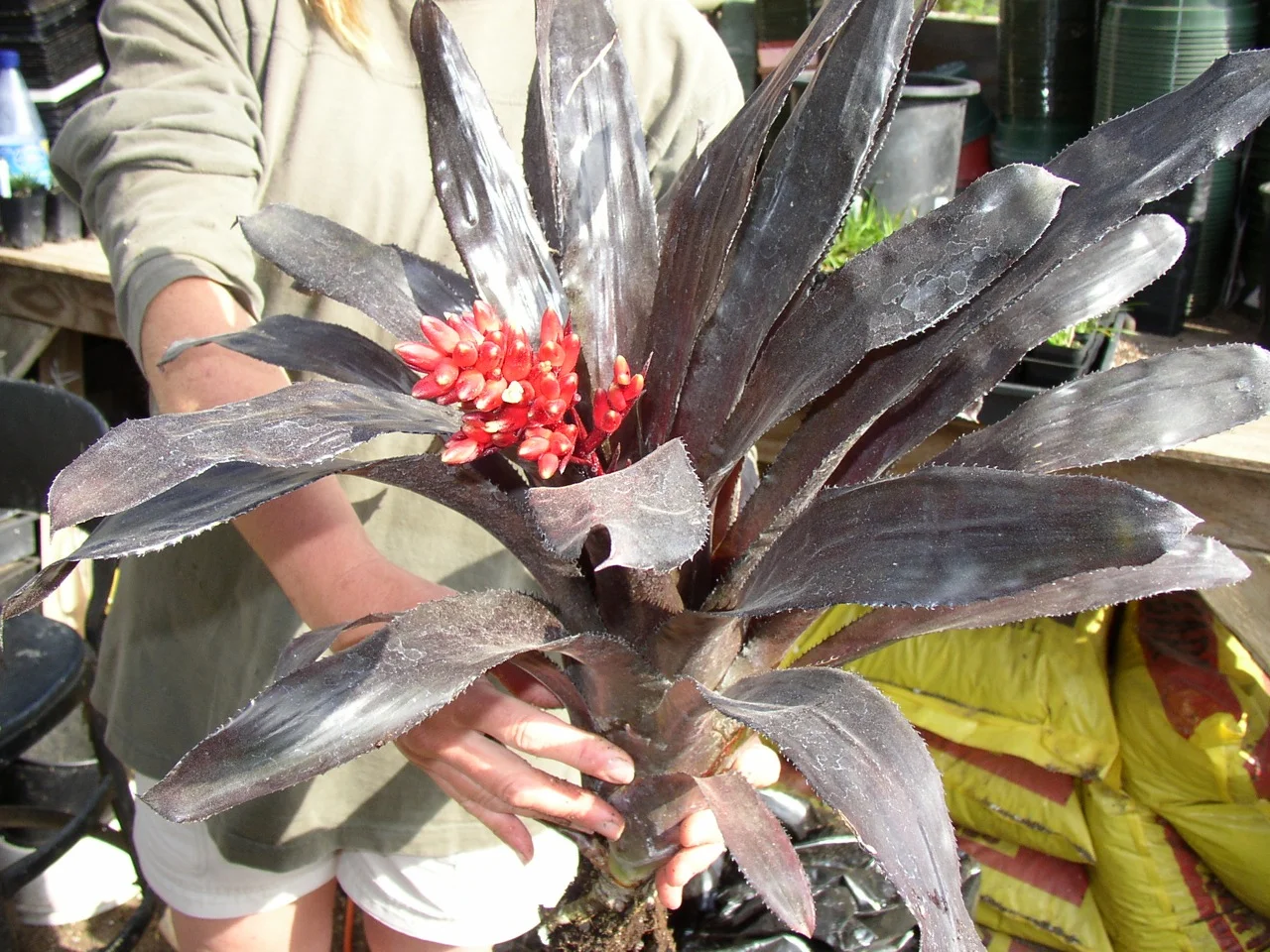 Aechmea 'Black Panther'.jpg