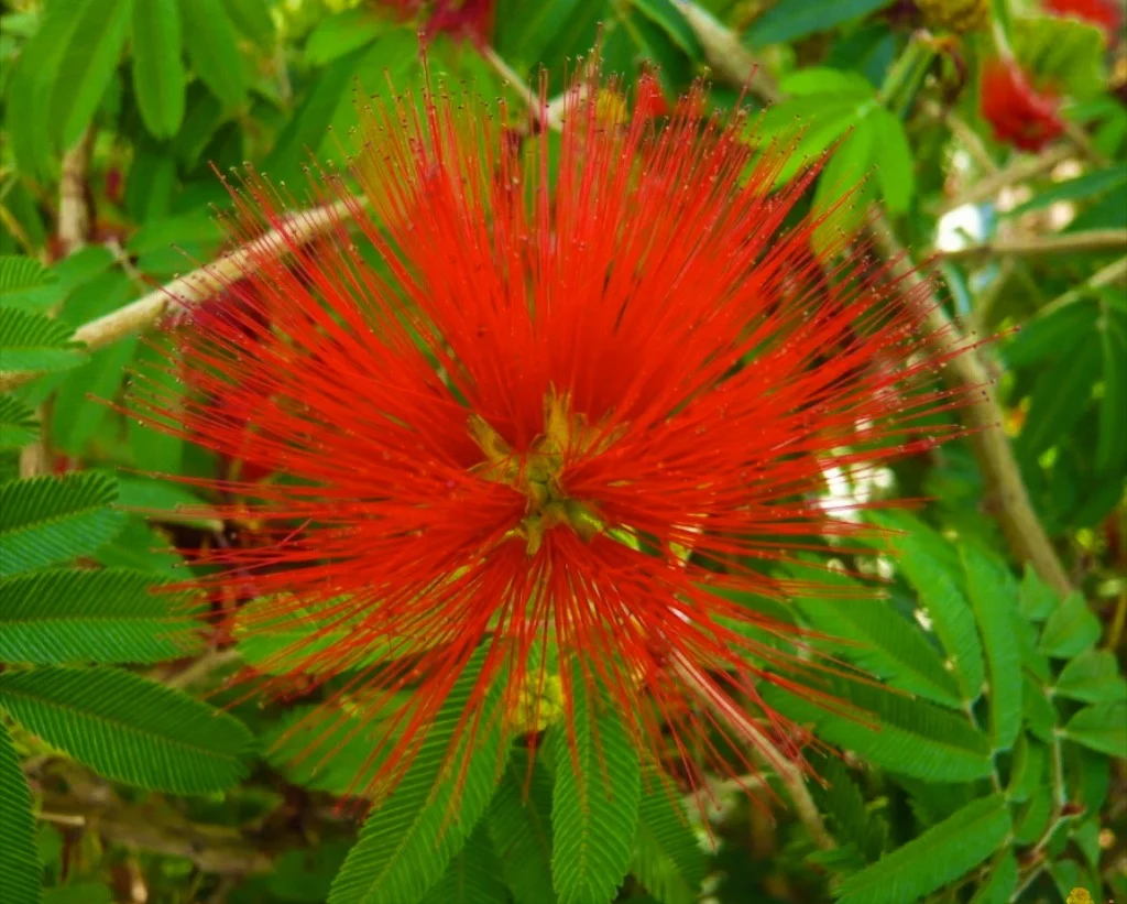 Calliandra tweedii — Vintage Green Farms with Tom Piergrossi