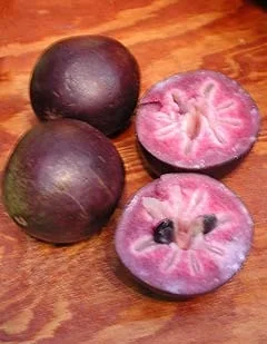 Chrysophyllum oliviforme-3.jpg