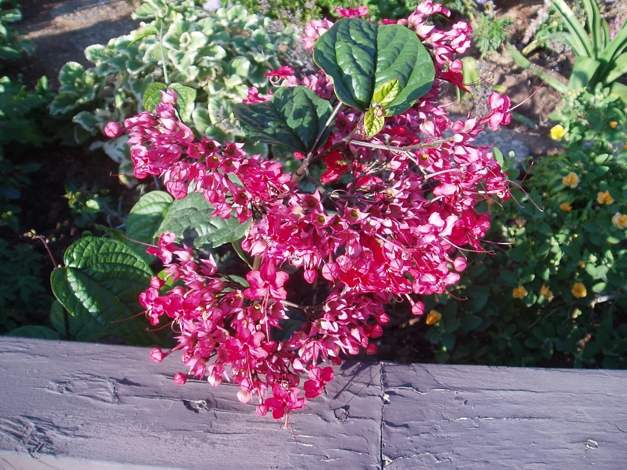 Clerodendrum thomsoniae rosea.jpg