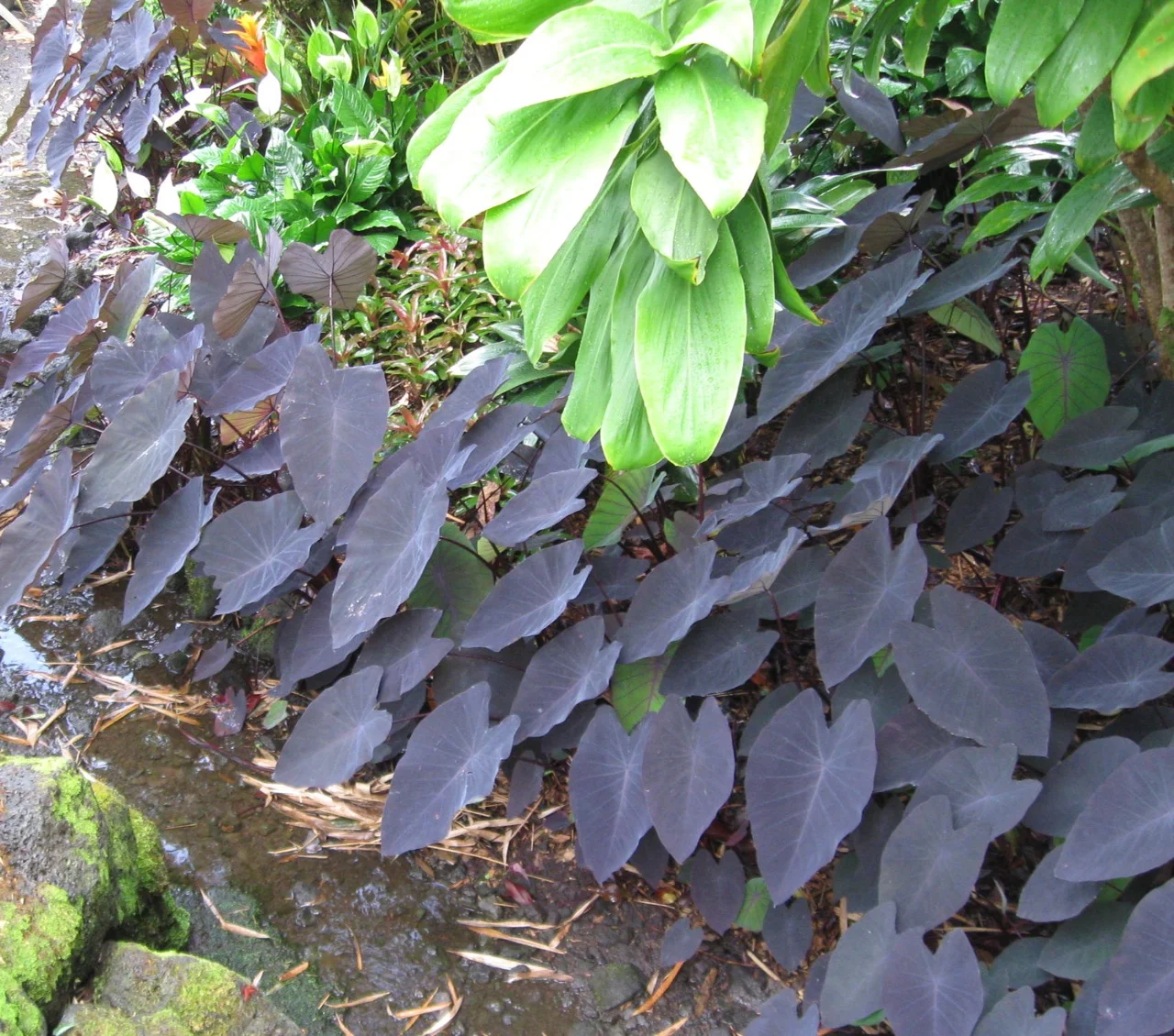 Colocasia esculenta 'Pele's Smoke'.jpg