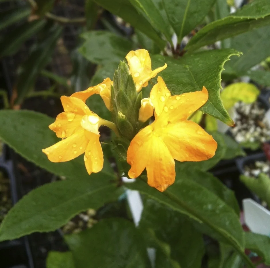 Crossandra infundibuliformis 'Lutea'.jpg