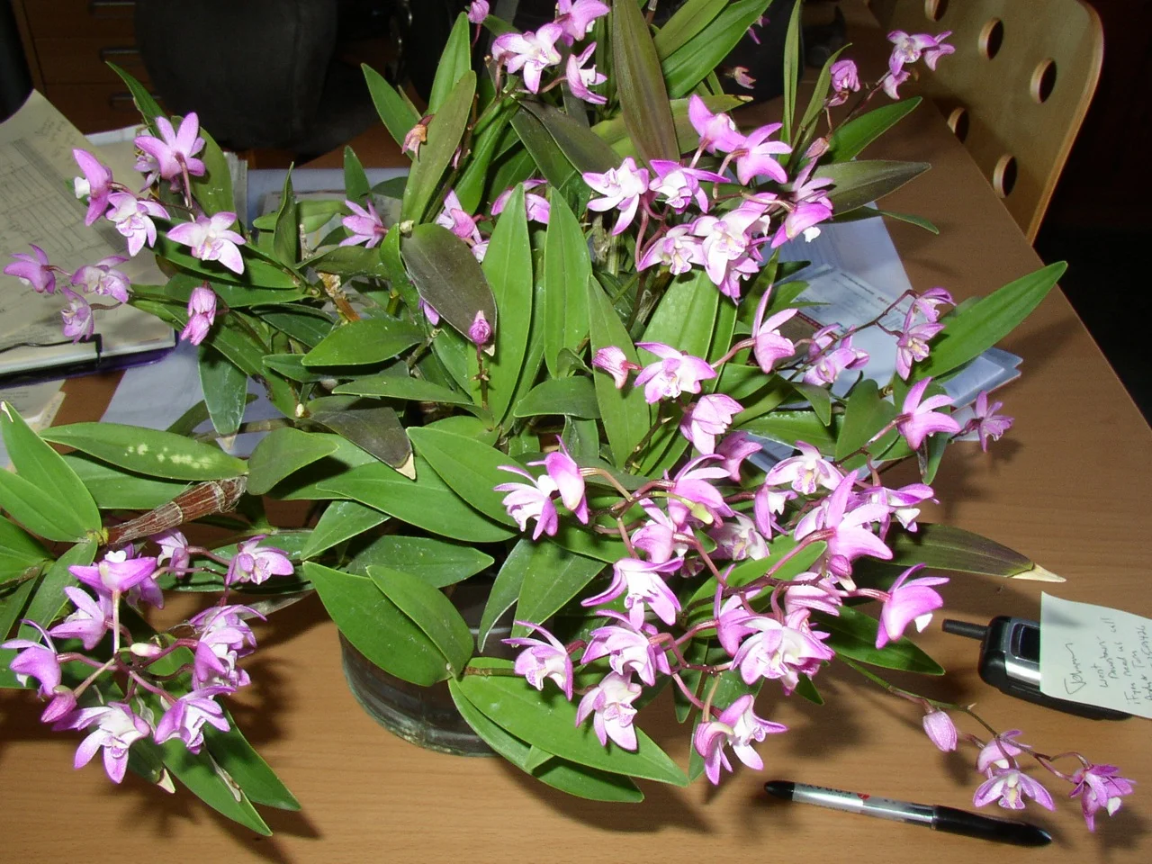 dendrobium_kingianum.jpg