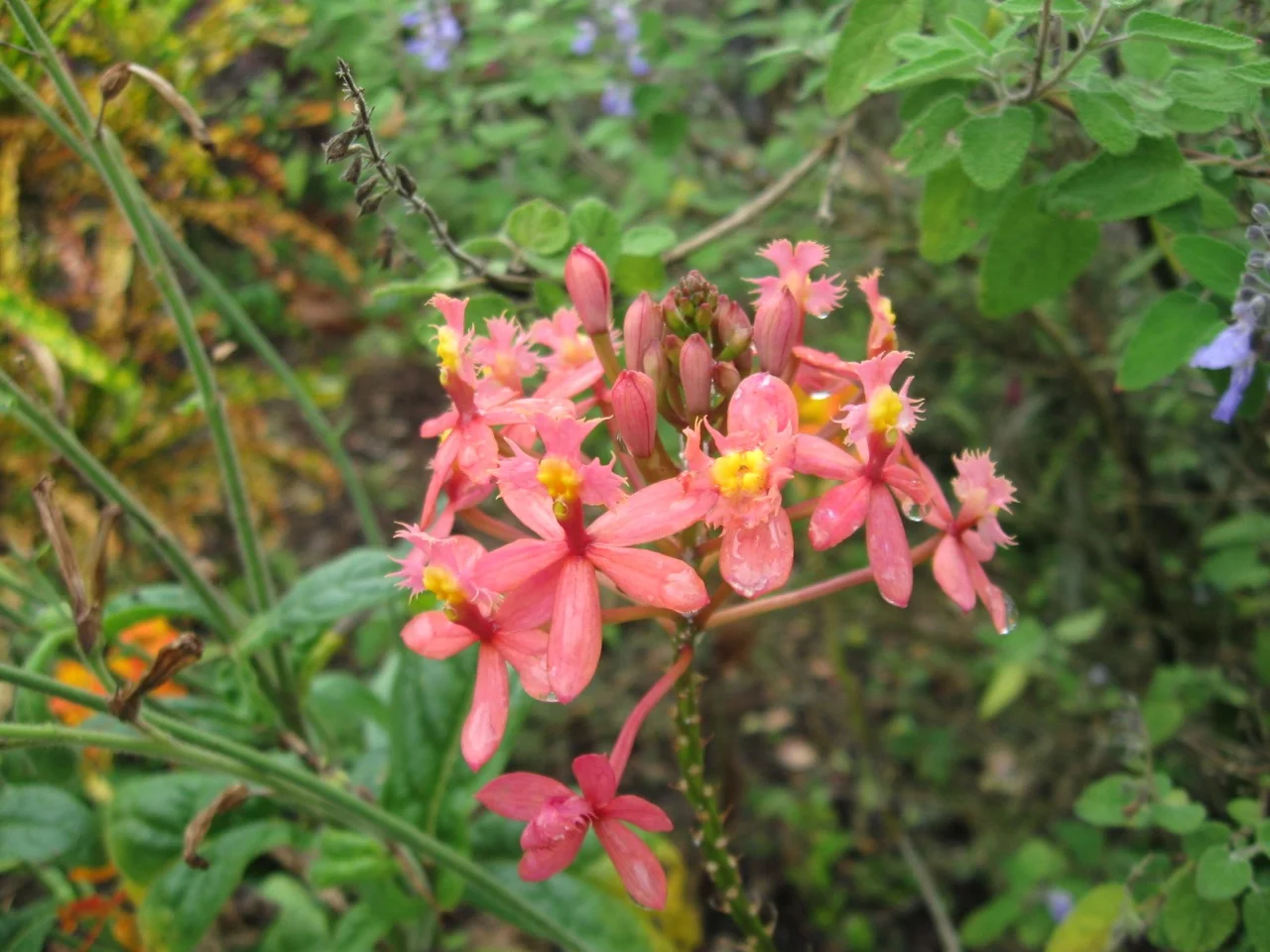 Epidendrum 'Coral'.jpg