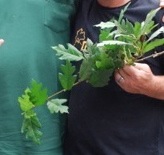 Ficus montana - Version 3.jpg