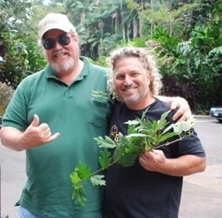 Ficus montana - Version 2.jpg
