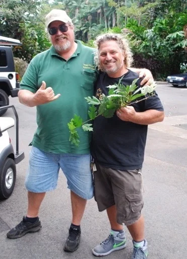 Ficus montana.jpg