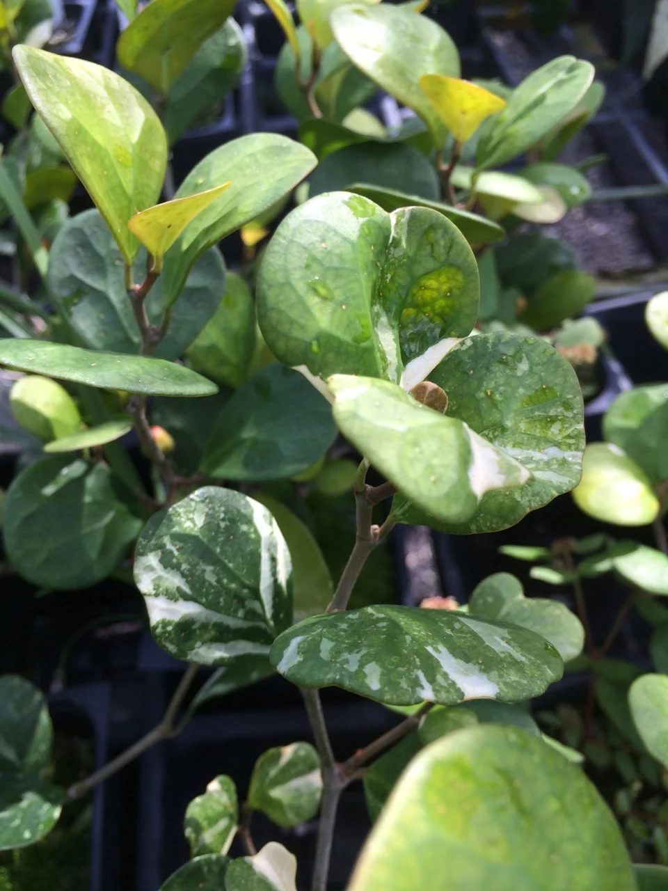 Ficus deltoidea variegatus  Vintage Green Farms with Tom Piergrossi