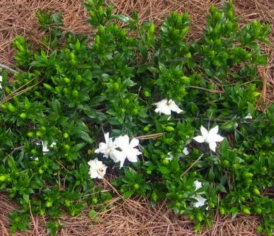 Gardenia radicans flws.jpg