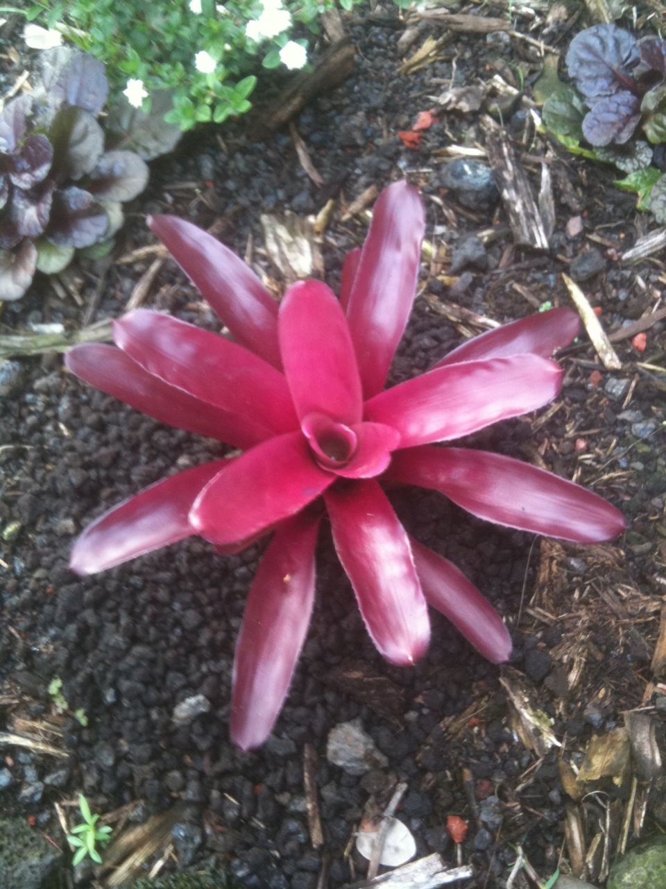 Neoregelia 'Violet Rose Fireball'.jpg