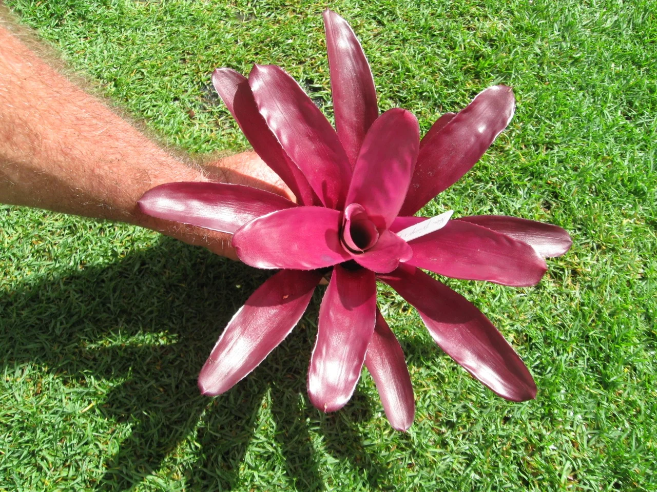 Neoregelia 'Violet Rose Fireball'-2.jpg
