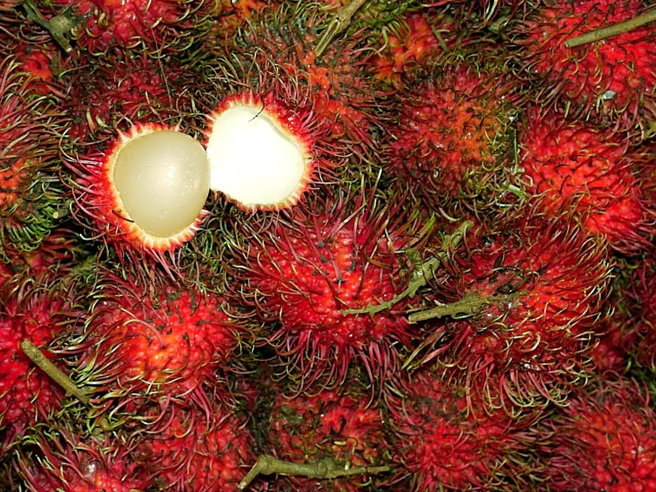 rambutan-httprita-beautifulplants.blogspot.com.jpg