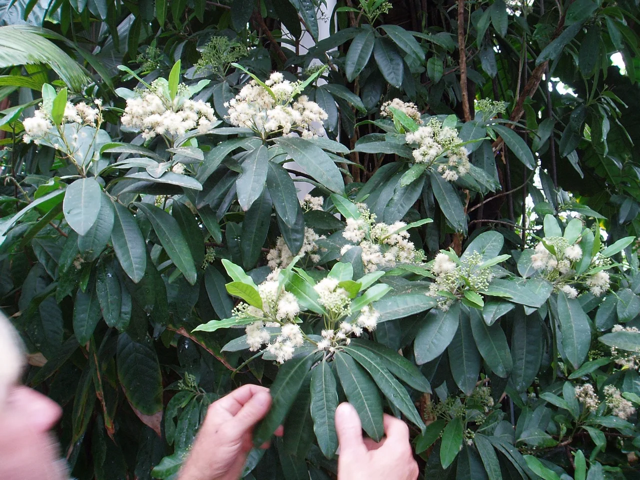 Pimenta officinalis (P. dioica).jpg