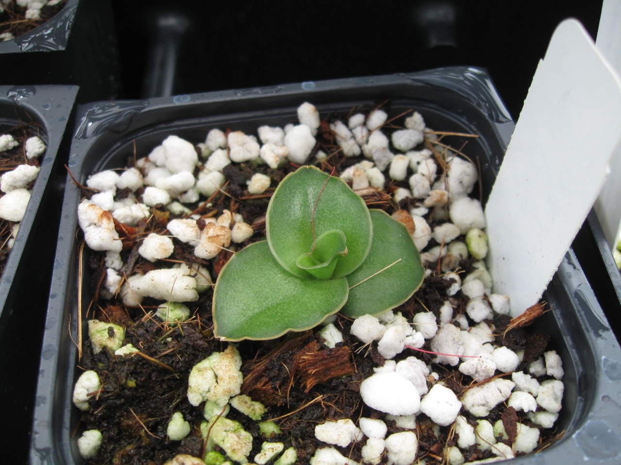Sansevieria patens.jpg