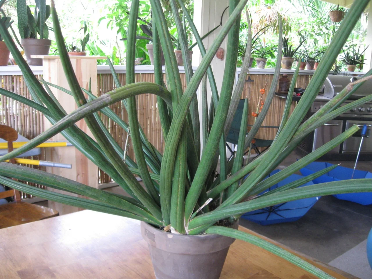 Sansevieria patens.jpg