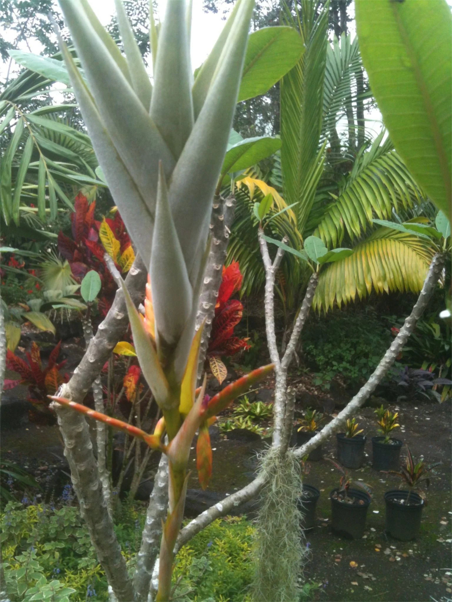 Tillandsia latifolia-3.jpg