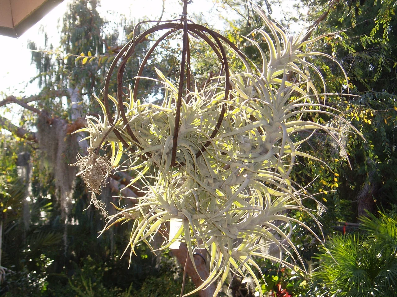 tillandsia latifolia-2.jpg