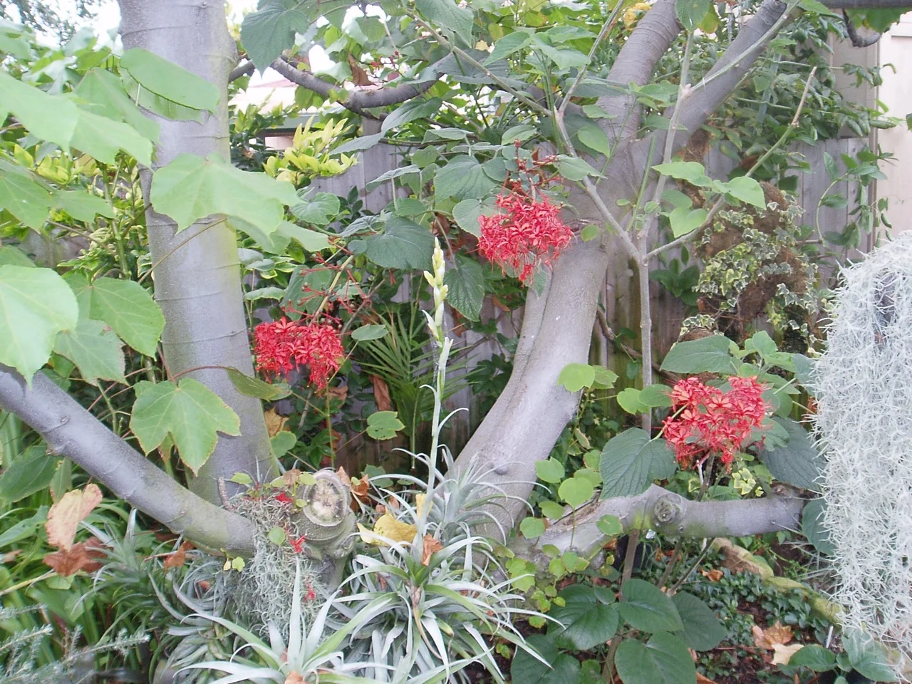 tillandsia latifolia.jpg