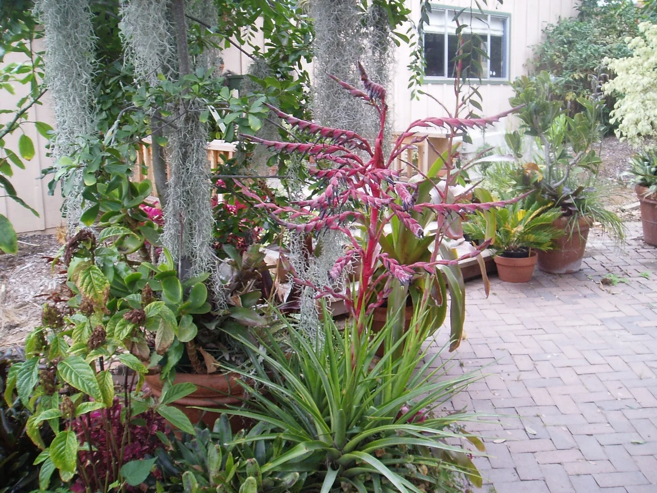 Tillandsia secunda-2.jpg