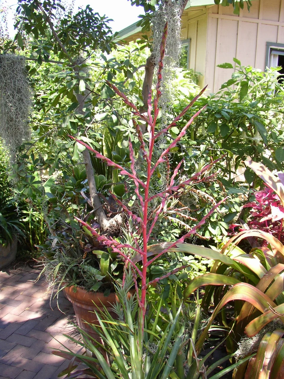 Tillandsia secunda.jpg