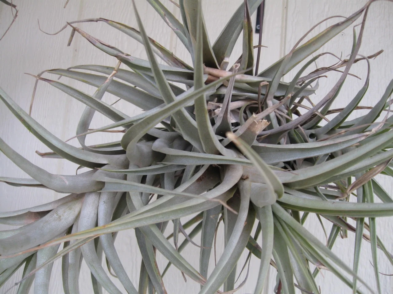 tillandsia_latifolia.jpg