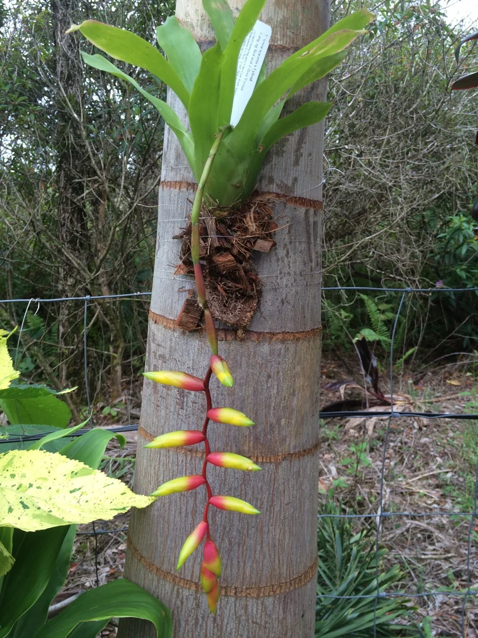 Vriesea scalaris x hybrid.jpg