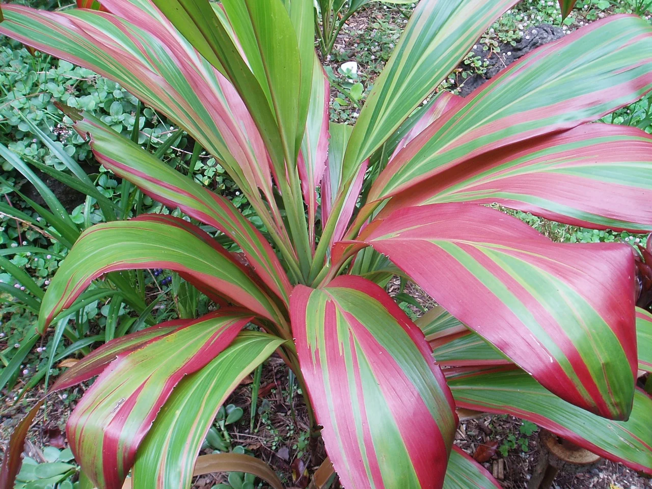 Cordyline terminalis 'Subertii'.jpg
