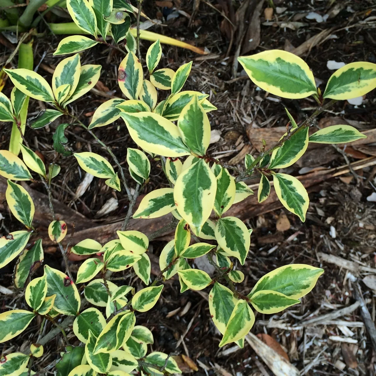 Cleyera japonica variegata.jpg