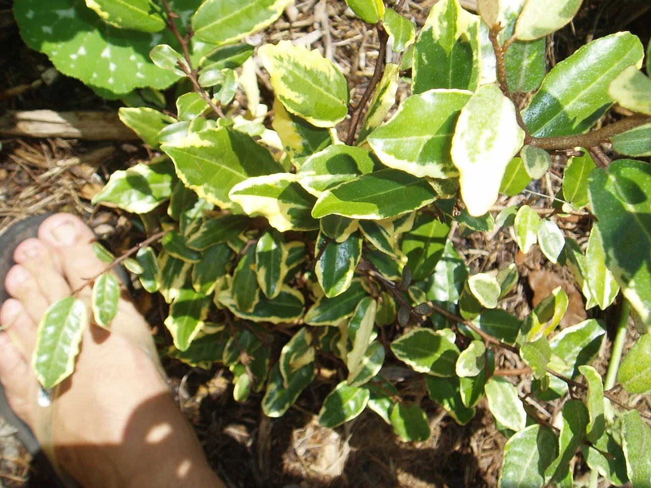 Elaeagnus Pungens Hosoba Fukurin Vintage Green Farms With Tom Piergrossi