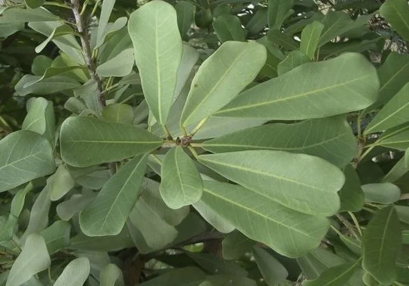 Ficus craterstoma-2.jpg