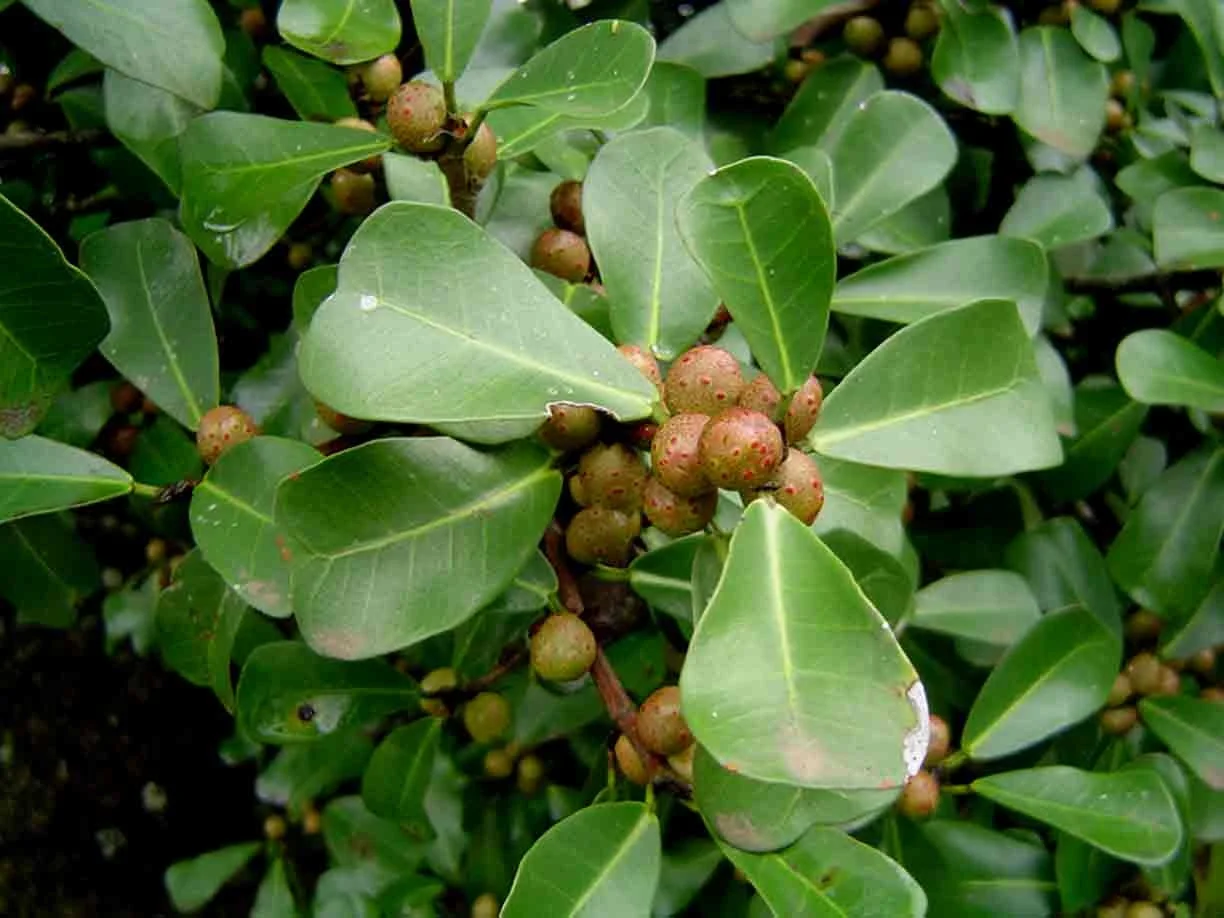 Ficus craterstoma.jpg
