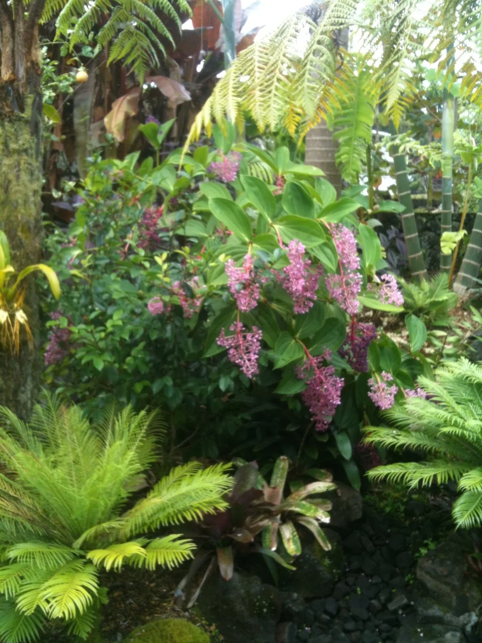 Medinilla cummingii-3.jpg